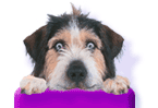 Dog Blink