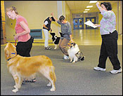 Teaching Dogs