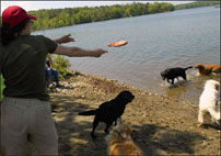 Dogs off leash