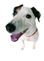 jackrussel